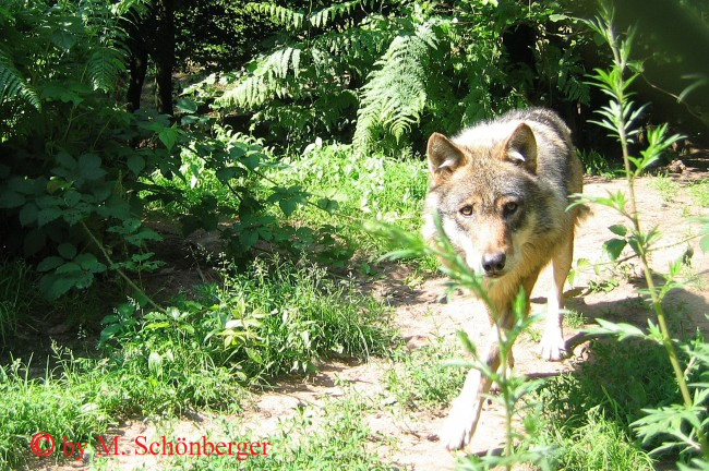 Foto - Europäischer Wolf Niki